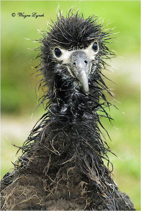 Laysan Albatross Chick 103 by Dr. Wayne Lynch ©